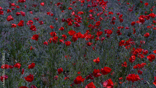 Flowers red poppies bloom in wild field. Beautiful field of red poppies with highlighted focus. Soft light. Toning. Creative Creative Processing Natural Background