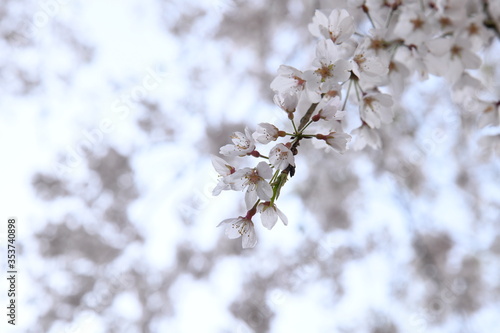 桜シーズン
