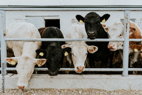 Cows in the stable. A mix of different cow breed looking at the camera. Curious animals.  photo