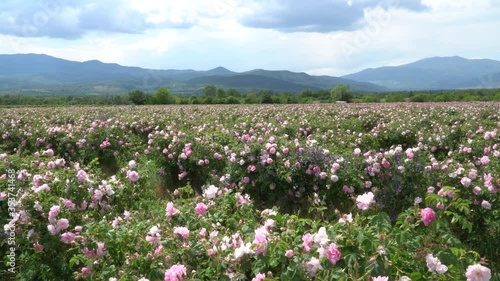 Bulgarian pink roses blown by the wind