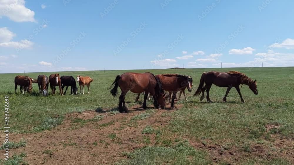 Mustangs in the Rostov natural reserve, group of wild horses, spring day Mustangs in the Rostov natural reserve, group of wild horses, spring day