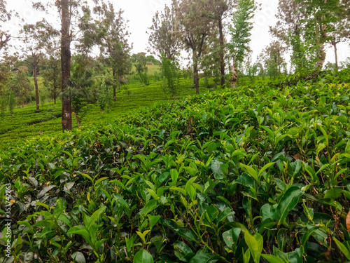 View of tea plantations in Sri Lanka. Tea cultivation.
