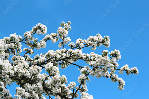 apple tree blossoms in spring against the sky
