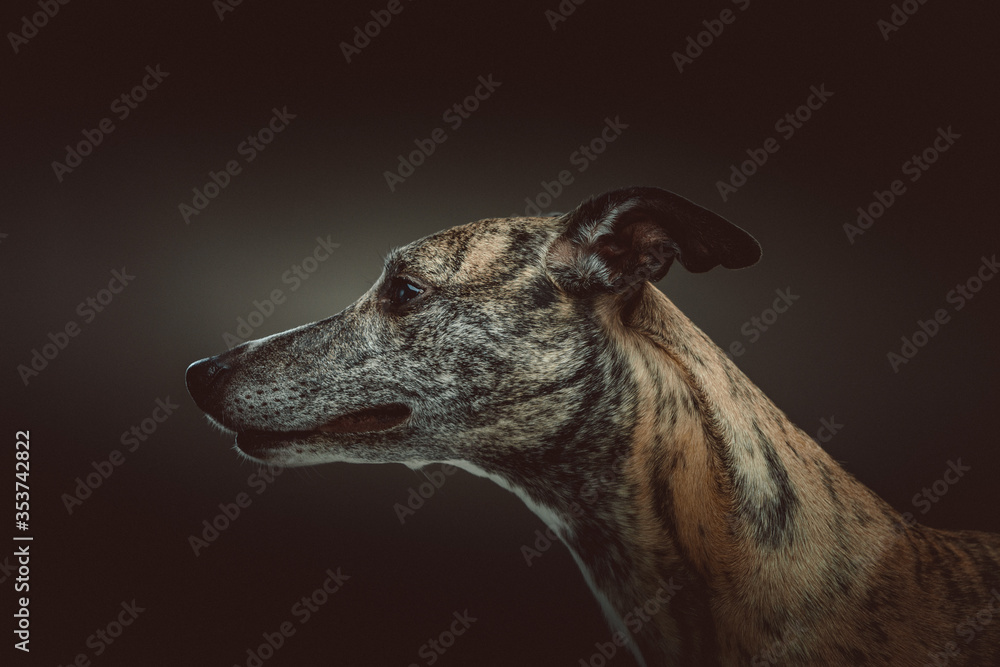 Cute Whippet dog. Studio shot.