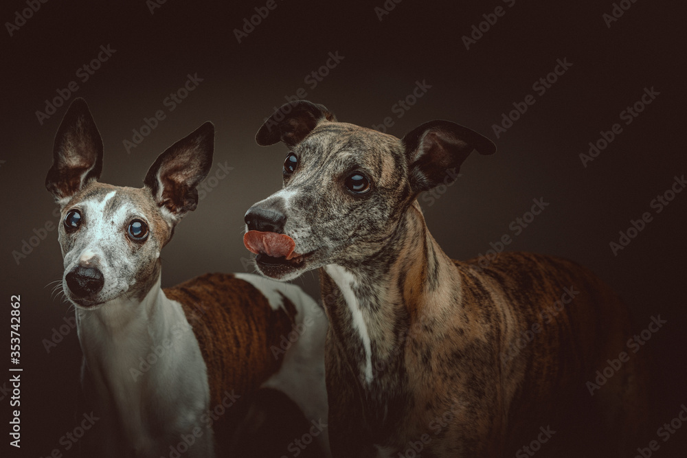 Two Cute Whippet dogs. Studio shot.