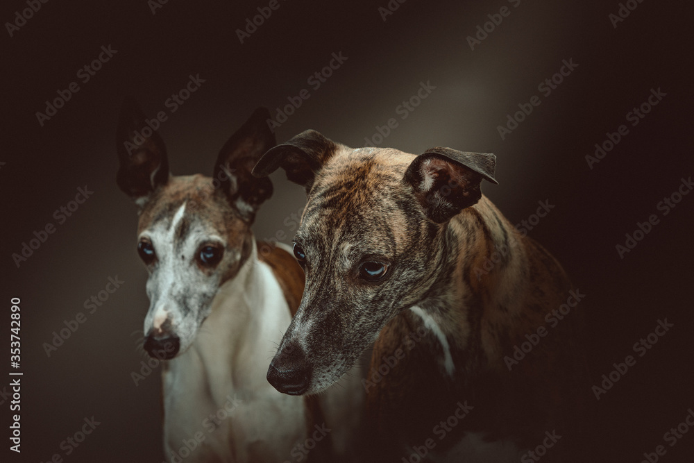Two Cute Whippet dogs. Studio shot.
