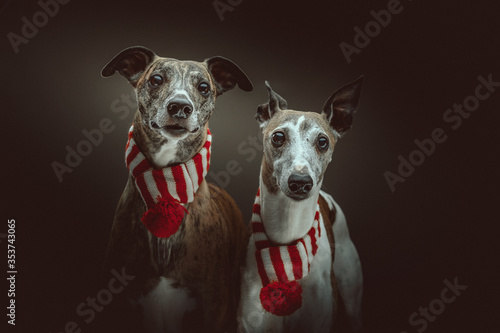 Two Whippets dressed up for Christmas. Studio shot.