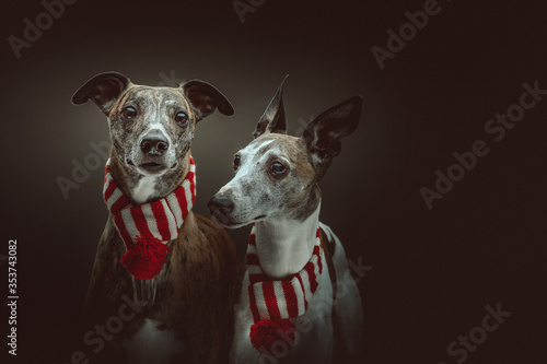 Two Whippets dressed up for Christmas. Studio shot.