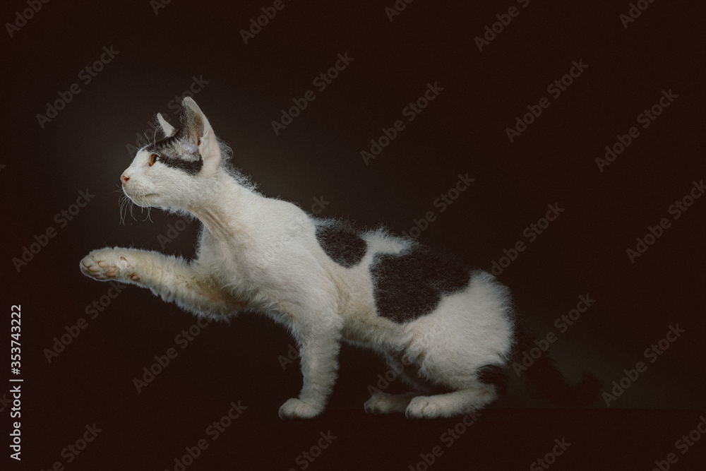 Obraz premium Don Sphynx kitten with short fur