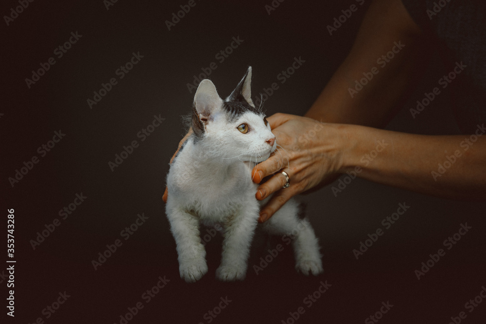 Don Sphynx kitten with short fur Don Sphynx kitten with short fur