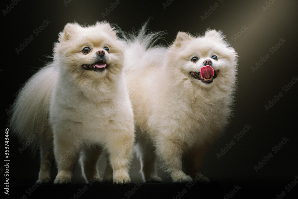 Two Adorable Spitz Dogs. Studio shot. Two Adorable Spitz Dogs. Studio shot.