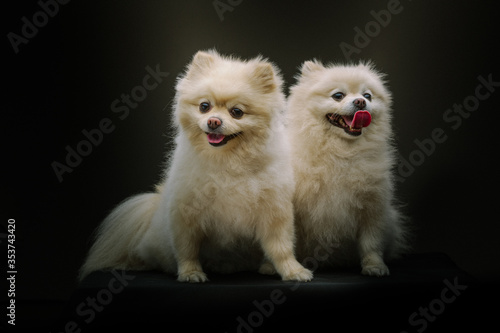 Two Adorable Spitz Dogs. Studio shot. © DVS