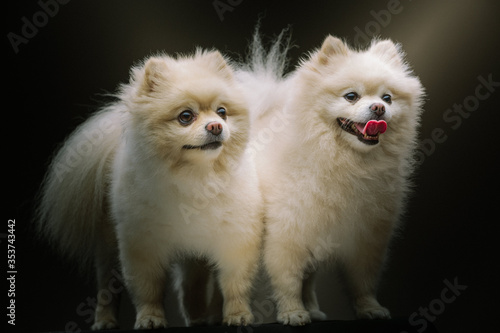 Two Adorable Spitz Dogs. Studio shot.