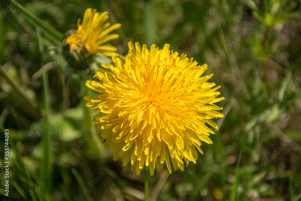 One yellow blooming dandelion flower, top view One yellow blooming dandelion flower, top view