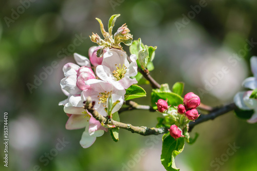 Pale pink flowers of apple tree on a branch in the garden.