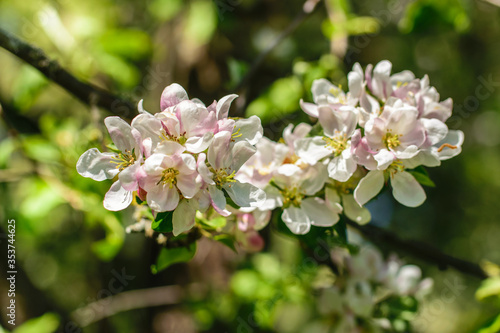 An apple branch strewn with delicate pink flowers close-up.
