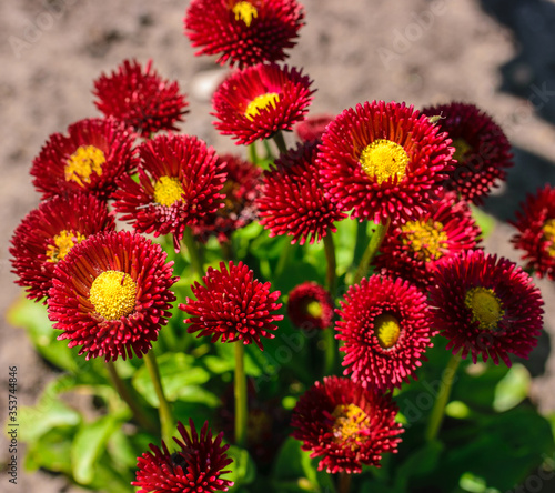 A bush of bright red daisies on a flowerbed in the garden.