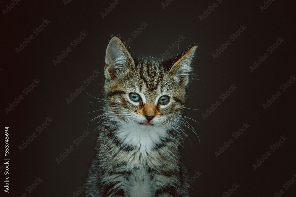 Little cute kitty. Studio shot.