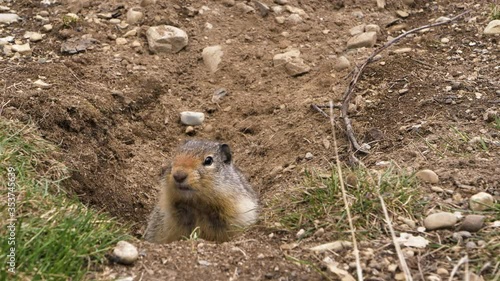 At the first ray of spring sunlight, a Columbian ground squirrel (Urocitellus columbianus) in E. C. Manning park, British Columbia, Canada looking out of the entrance of its burrow after a long winter