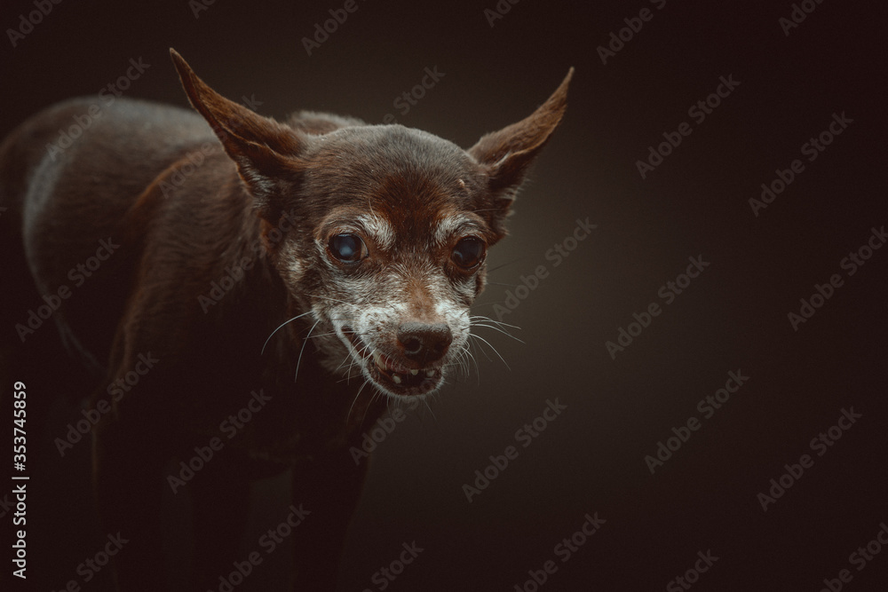 14 years old Toy Terrier dog. Studio shot.