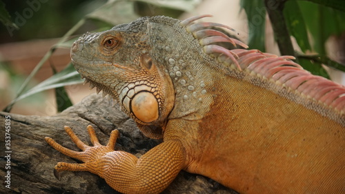 iguana on a tree