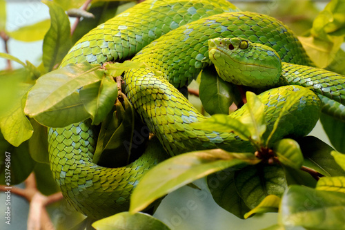 Green Tree Python in Tree