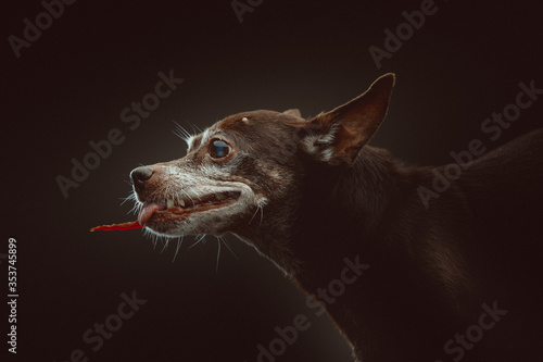 14 years old Toy Terrier dog eating snack. Studio shot.