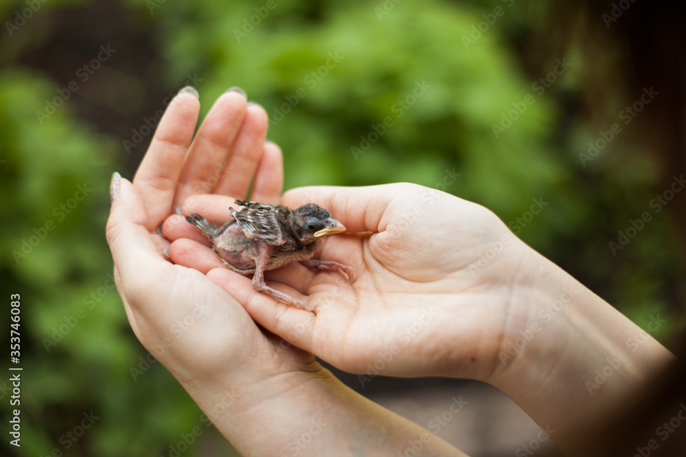 Obraz premium sparrow chick fell out of the nest and ended up in the hands of a man