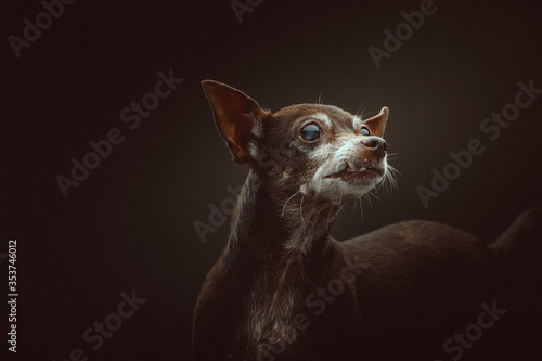 14 years old Toy Terrier dog. Studio shot. © DVS