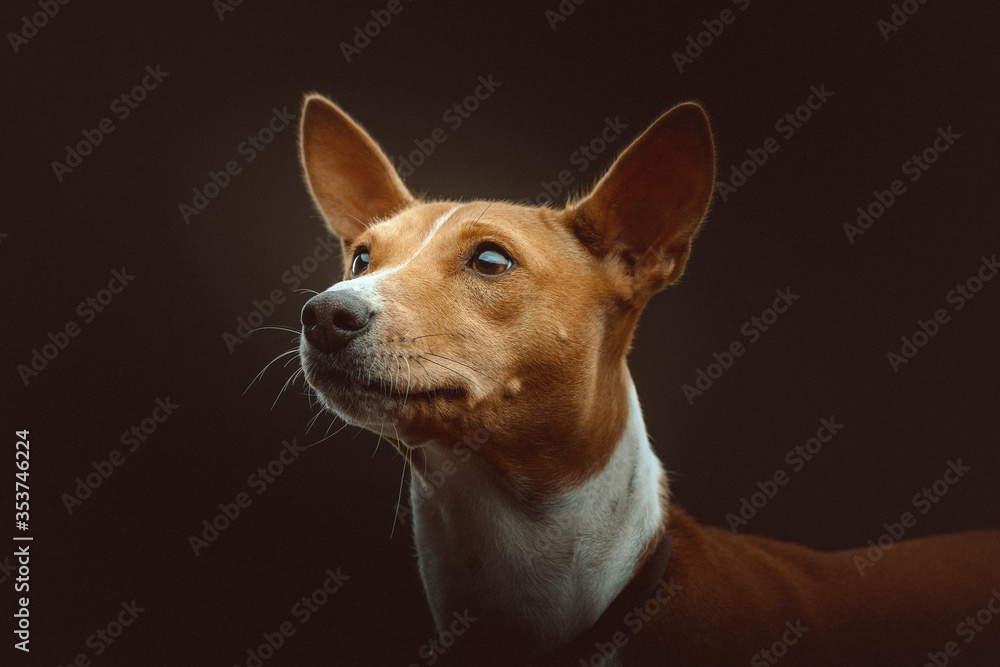 Basenji Terrier Dog. Studio shot. Basenji Terrier Dog. Studio shot.