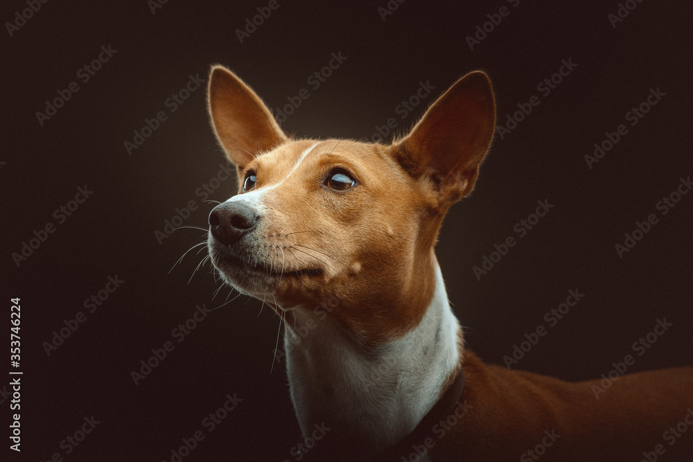 Basenji Terrier Dog. Studio shot.