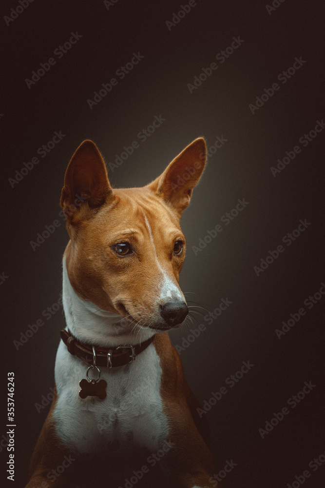 Basenji Terrier Dog. Studio shot.