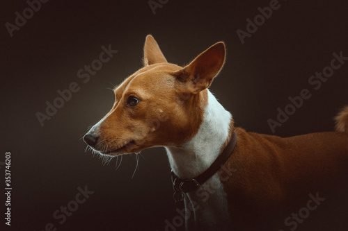Basenji Terrier Dog. Studio shot. © DVS