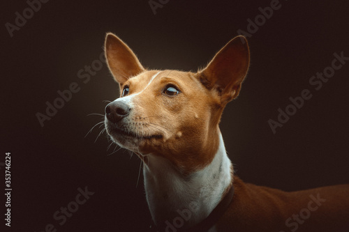 Fototapeta Naklejka Na Ścianę i Meble -  Basenji Terrier Dog. Studio shot.