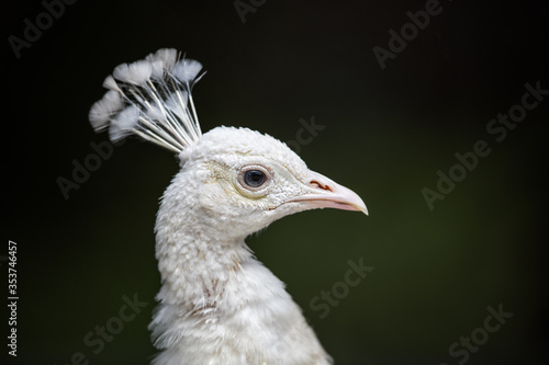 Φωτογραφία White Peacock