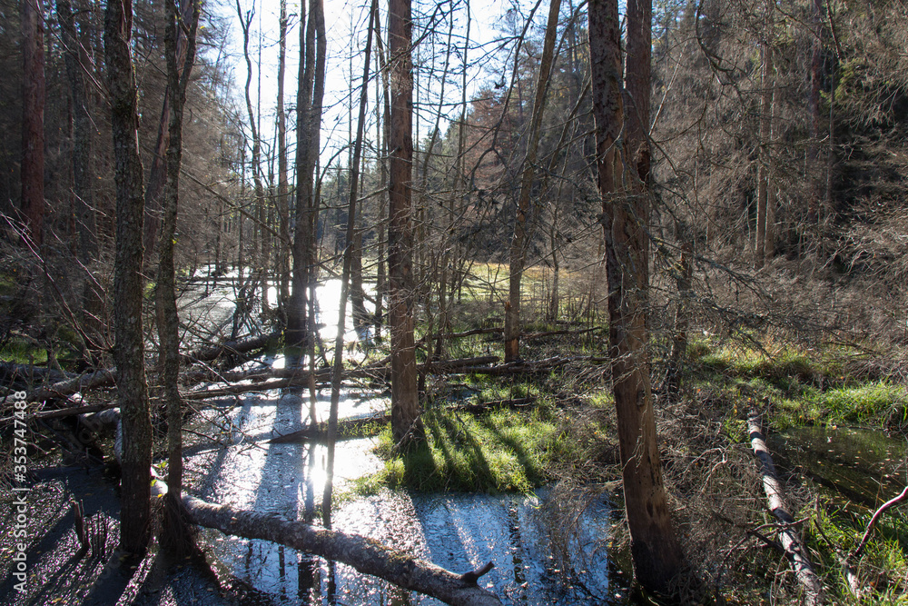 Peaceful Nature at Tyresta National Park, Sweden. Peaceful Nature at Tyresta National Park, Sweden.