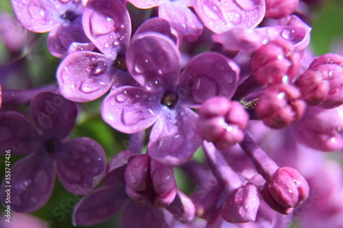 spring rain on lilacs © Bridget