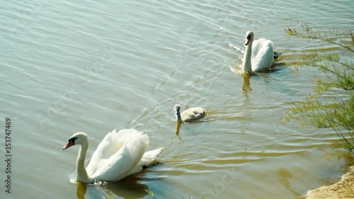 White swans swim with their little cygnet