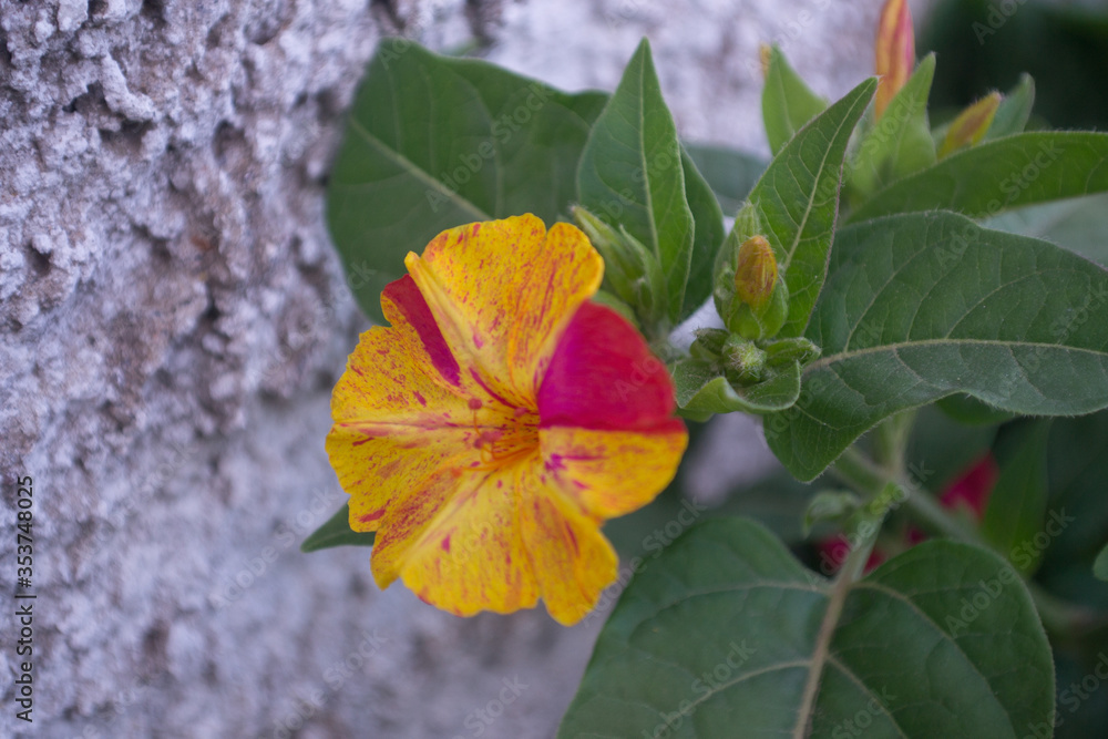 Obraz premium autumn leaves on a tree