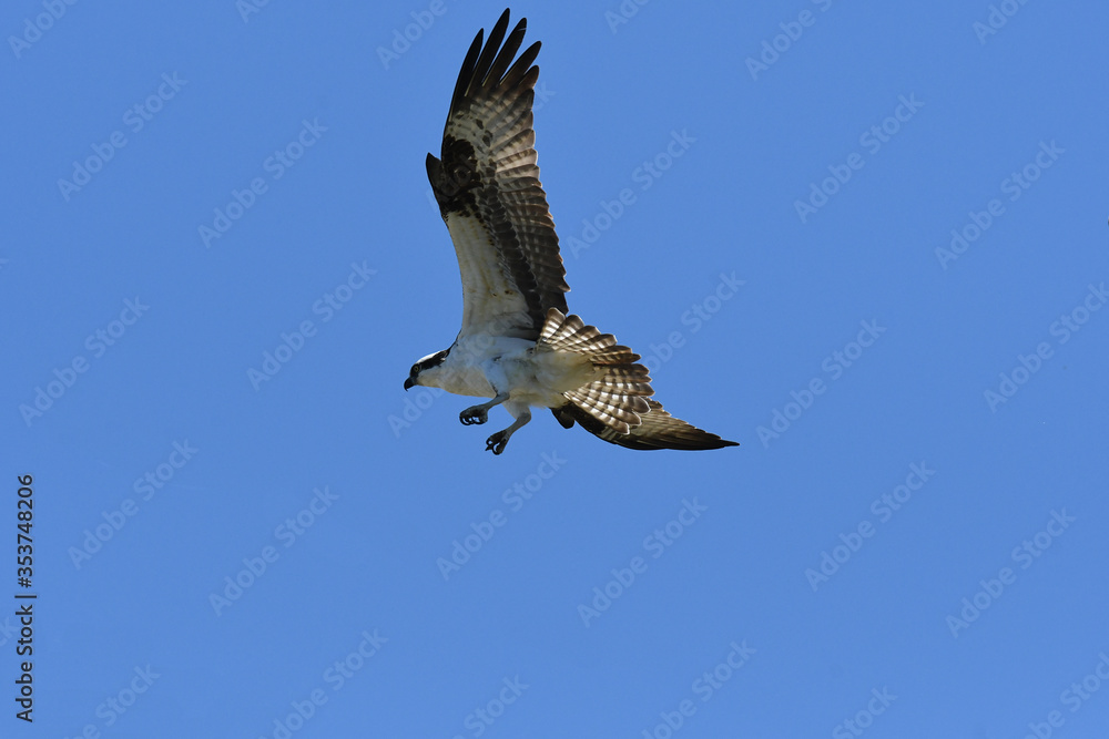 Obraz premium Western Osprey soaring in a blue sky