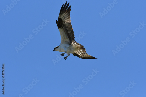 Western Osprey soaring in a blue sky