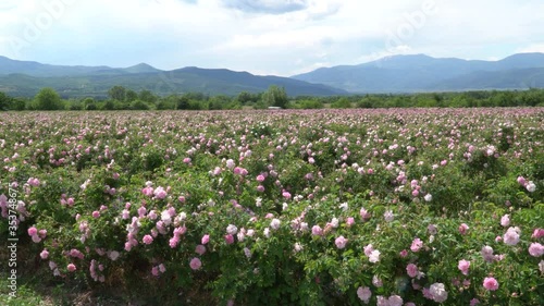 Zooming in on a rose garden