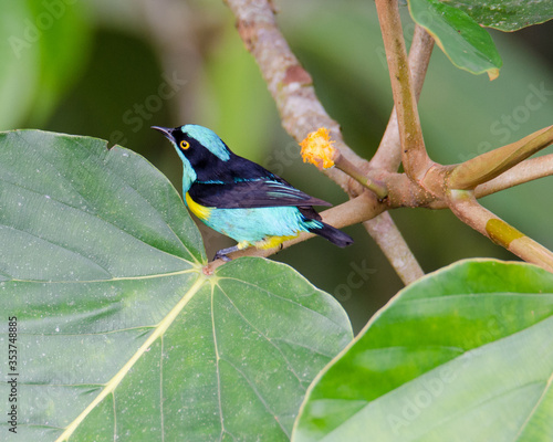 Black-faced Dacnis