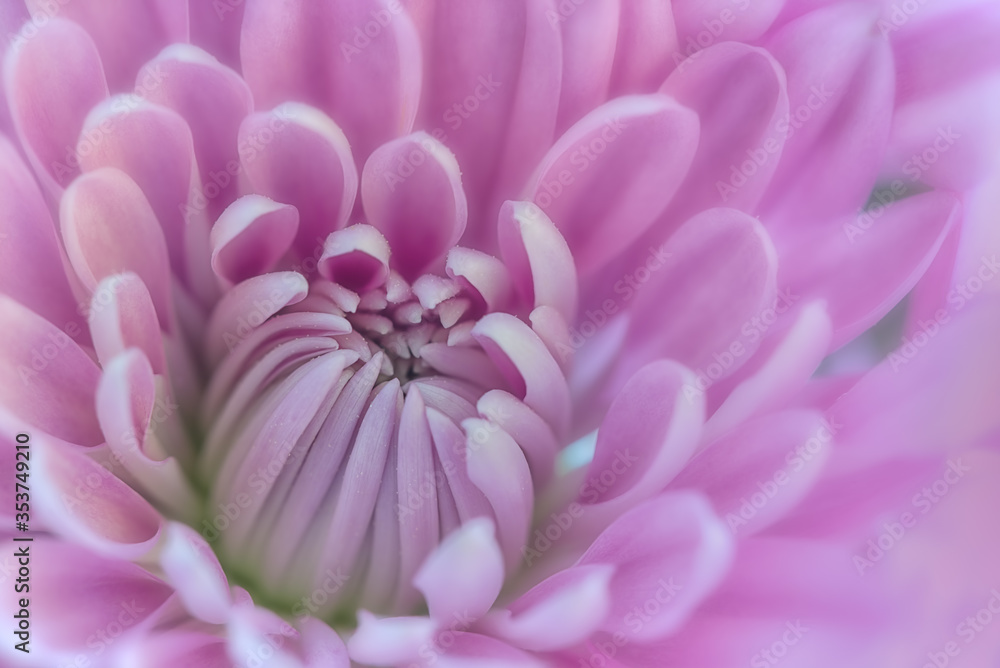 Close up of a pink chrysanthemum with center in focus and softer edges