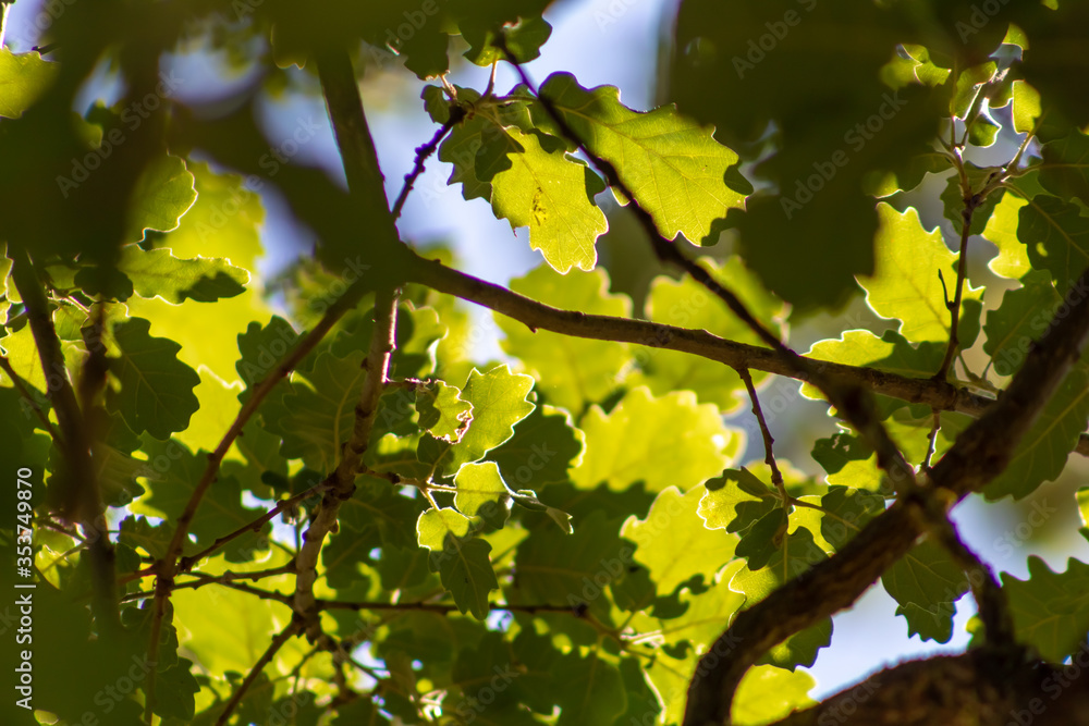 Feuilles de chêne translucides