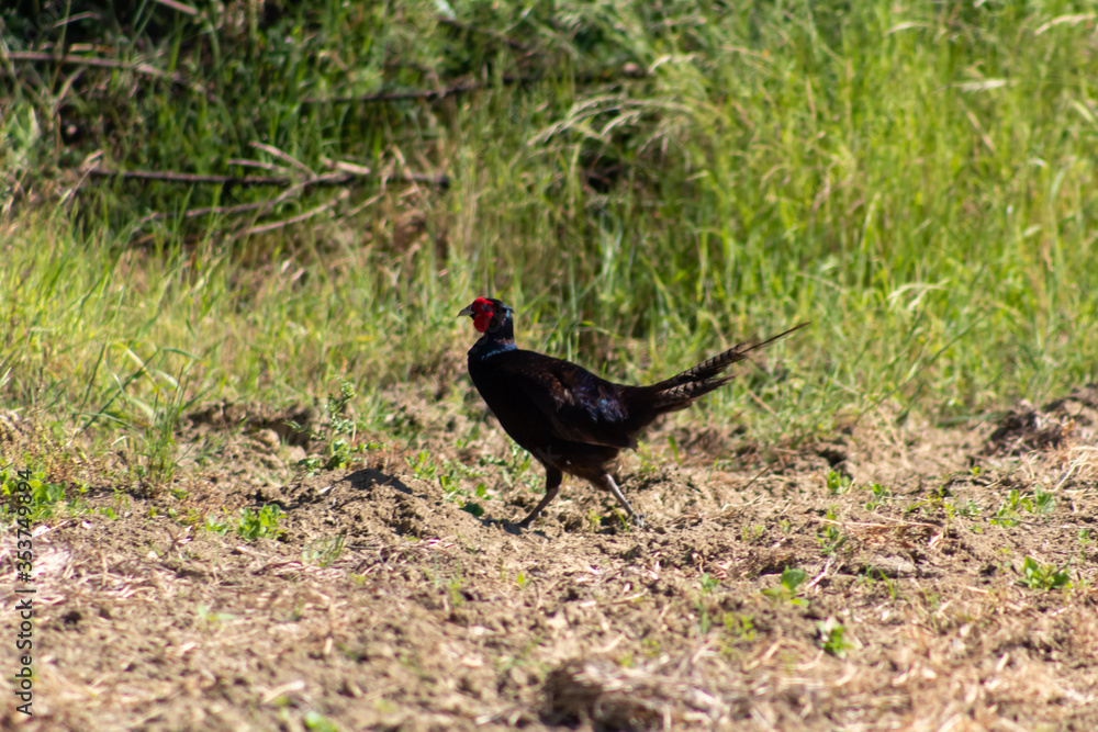 Obraz premium Poule faisane dans un champs