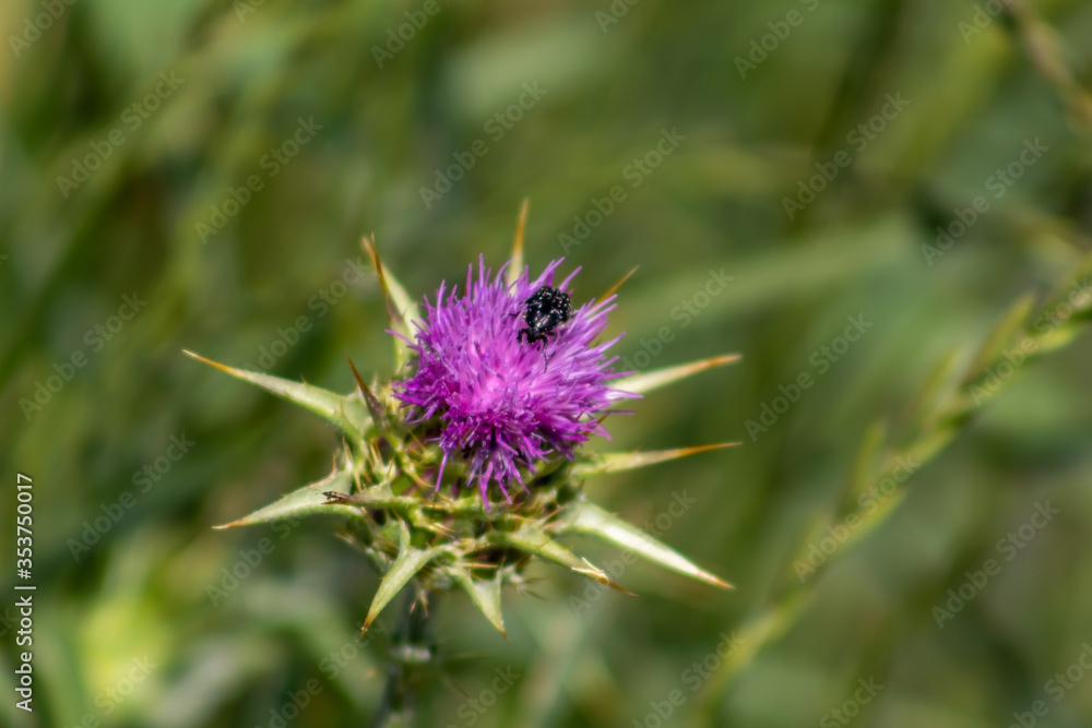 Scarabée sur fleur de chardon Scarabée sur fleur de chardon