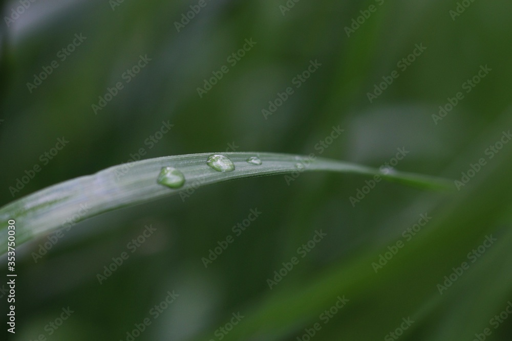 dew on grass dew on grass