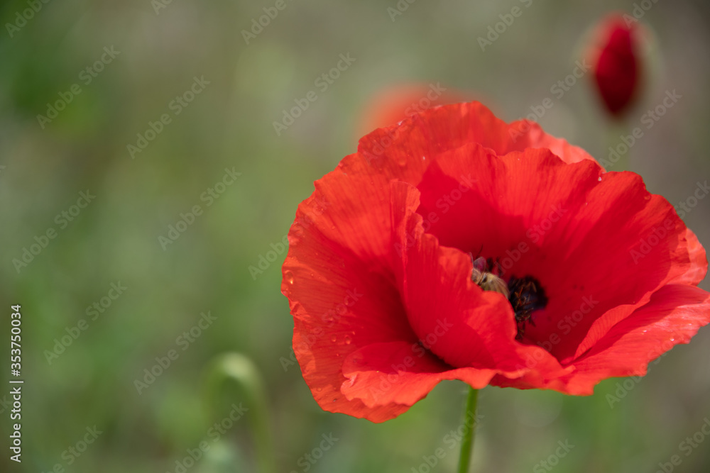 Red poppy, flower in the garden, in the meadow on a summer day.