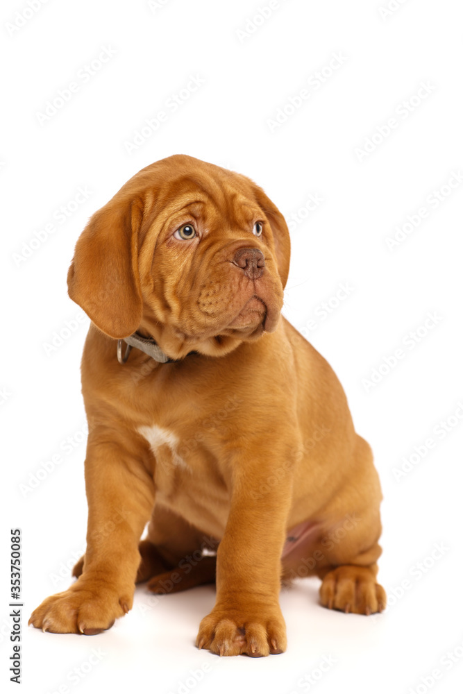 Puppy dog, isolated on white. Dogue de Bordeaux Puppy dog, isolated on white. Dogue de Bordeaux